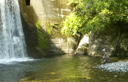 a0056140_731519.gif