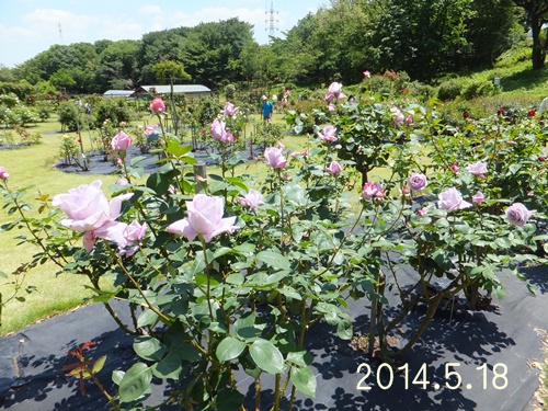 野津田公園ばら広場_b0120541_110777.jpg