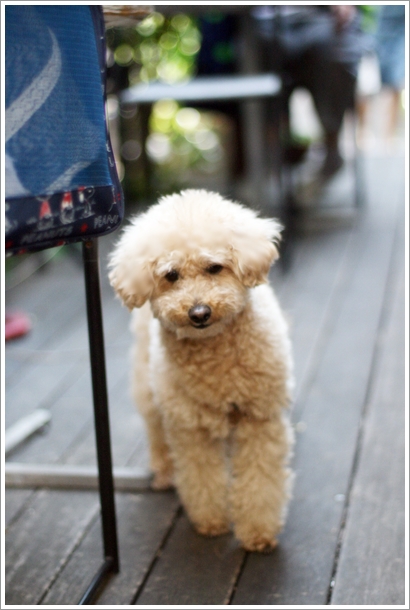 【目白】 フラワ－＆カフェ 『花よろず』 テラス席犬OKのお店でガレットランチ_c0311342_2022559.jpg