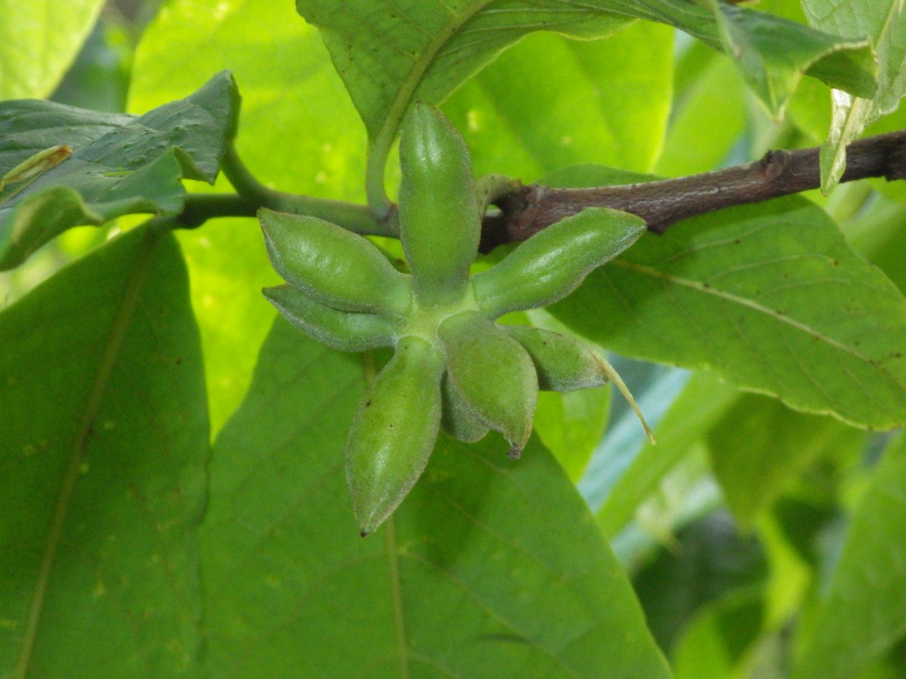 一房のポポーの実の最大数は Beachmollusc ひむかのハマグリ