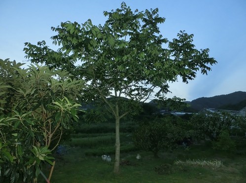 e0291149_1943778.jpg