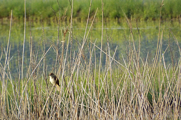 波根湖の鳥_f0214649_4175990.jpg