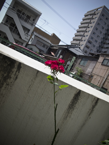 花切って　次に控える　新芽かな_b0158551_17162443.jpg