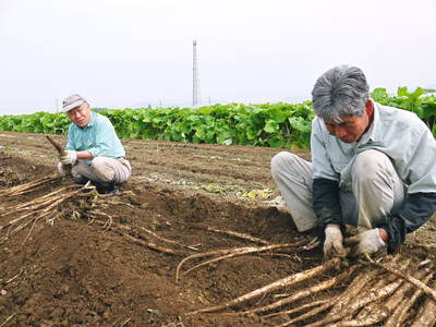 有機栽培の水田ごぼう　ごぼう掘りの様子　その２_a0254656_19375831.jpg