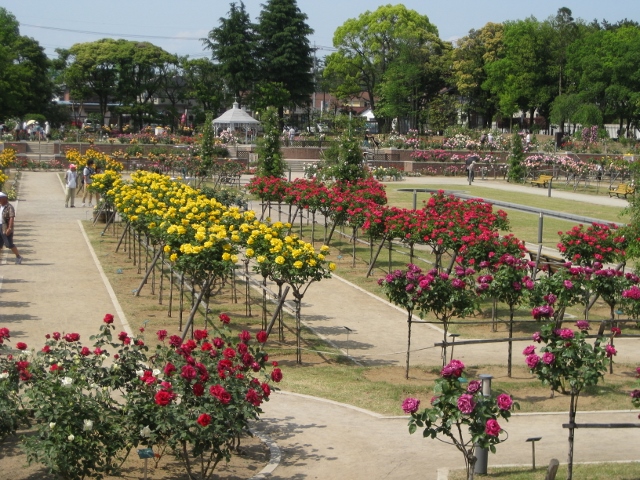 敷島公園バラ園　2014.5.14_f0345263_17420847.jpg