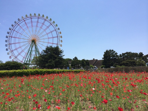 【ナビット神保町ブログ】5/19（月） 国営ひたち海浜公園_d0052566_2005610.jpg