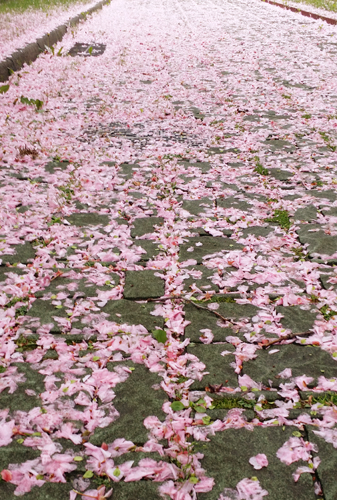 心が晴れていれば世界は輝いて見える_e0171573_142435100.jpg
