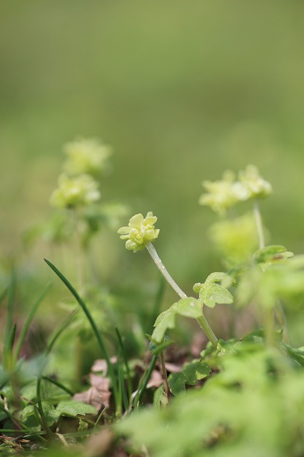 5月19日　苫小牧市　北大研究林　「小さな花々」_d0255874_45427.jpg