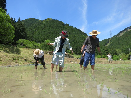 田植えをしました！！_b0116276_20314638.jpg