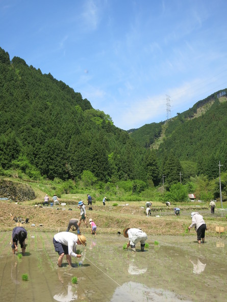 田植えをしました！！_b0116276_20481990.jpg