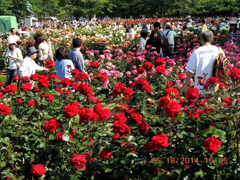 ｎｏ 1125 与野公園バラ祭り 森林インストラクター 環境カウンセラー 豊島襄の 林住日記 旧題 フィールド ノート