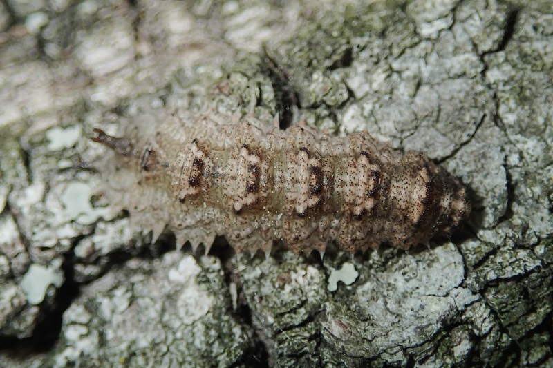 クヌギの樹肌に潜む幼虫達（5月中旬）_f0090680_21504241.jpg