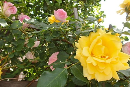 Kaori\'s  Rose Garden　2_e0298782_10265030.jpg