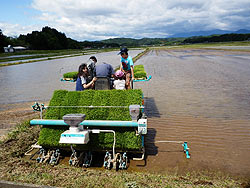 目黒角田絆交流~田植え体験~_d0247484_14165110.jpg