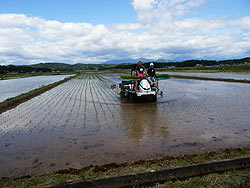 目黒角田絆交流~田植え体験~_d0247484_1417421.jpg