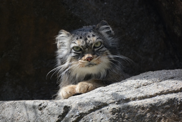 ２０１４年５月　王子動物園　その１　旦旦の擬育児_a0052986_0342264.jpg