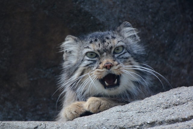 ２０１４年５月　王子動物園　その１　旦旦の擬育児_a0052986_0343640.jpg