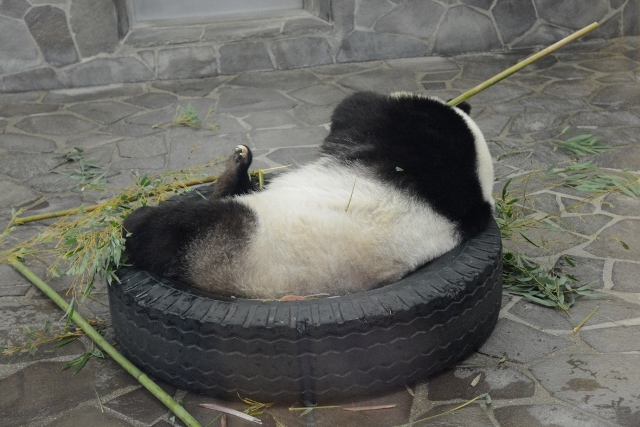 ２０１４年５月　王子動物園　その１　旦旦の擬育児_a0052986_0354199.jpg