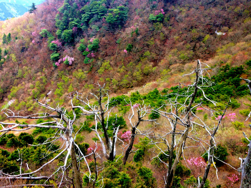 愛媛県 石鎚ロングトレイル Fast Packing Day.1 2014/05/08-10 _b0220886_1871866.jpg