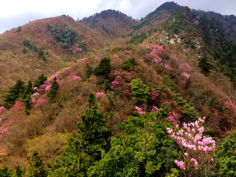 愛媛県　石鎚ロングトレイル Fast Packing Day.1　2014/05/08-10 _b0220886_187778.jpg