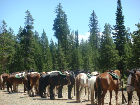 Horseback Riding_e0251088_963160.jpg