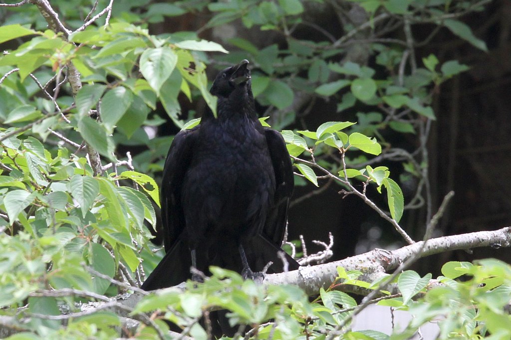 明石公園　2014.05.19　ママ啼いてみせる_b0174191_19532478.jpg