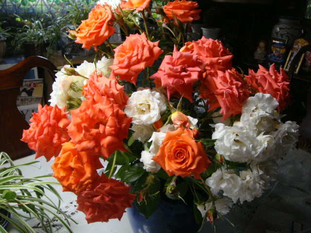 ーー友人!よりの、バラの花!プレゼント!ーーありがと~。_d0060693_18401355.jpg