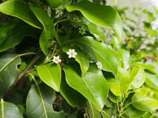c0039501_13491233.jpg