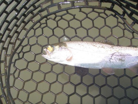 5月20日(火)晴れ_f0192504_12261058.jpg