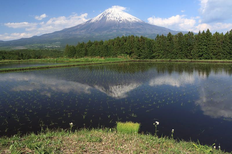 田植え後の逆さ富士_a0188405_0214352.jpg