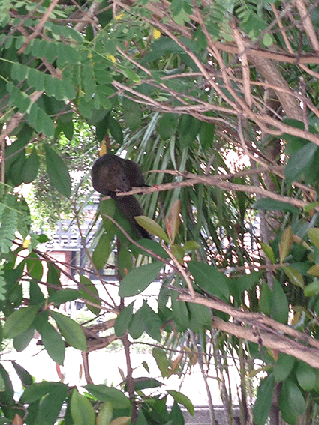 c0216405_92647100.gif