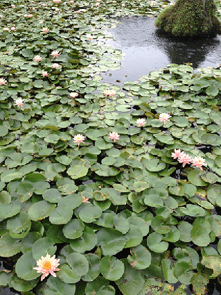 c0216405_9365111.gif