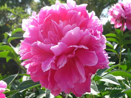 5月を彩る 凛とした花たち 花が教えてくれたこと