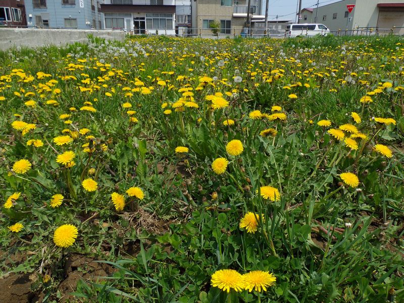 春のタンポポ一斉開花もそろそろ終わり 山も残雪状態_c0025115_19211760.jpg