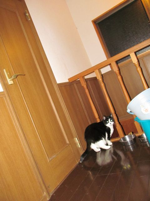 ちーこ元気です_e0101819_2211892.jpg