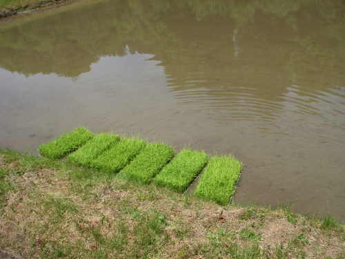 間もなく田植えです♪_f0260120_17435808.jpg