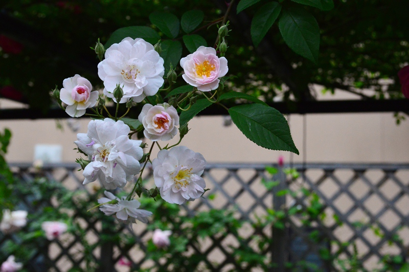 私は見た バーゴラの上 ロココ アンジェラ ヒマラヤンムスク Doriのお気に入り
