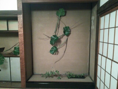 壁を使った植物作品_d0183226_13524650.jpg