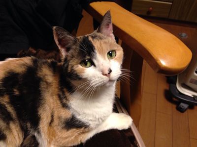 招き猫様_c0132732_14415017.jpg