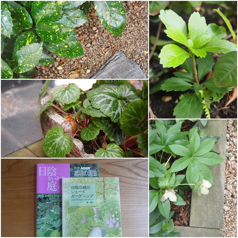 日陰の植物☆_c0152341_8384164.jpg