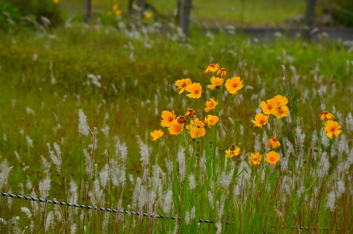 a0146442_8385721.jpg