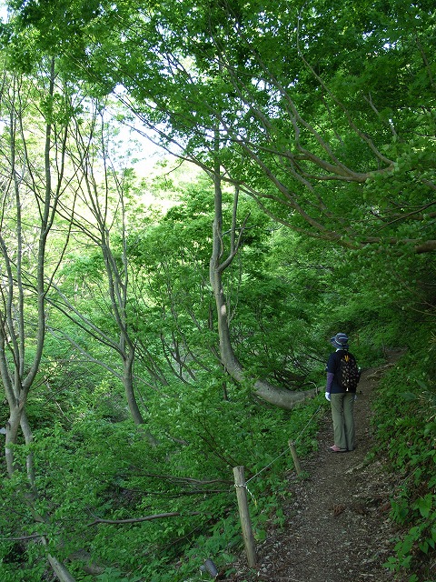 トレッキング2014　その5／八石山（下八石山）_e0031346_16212173.jpg