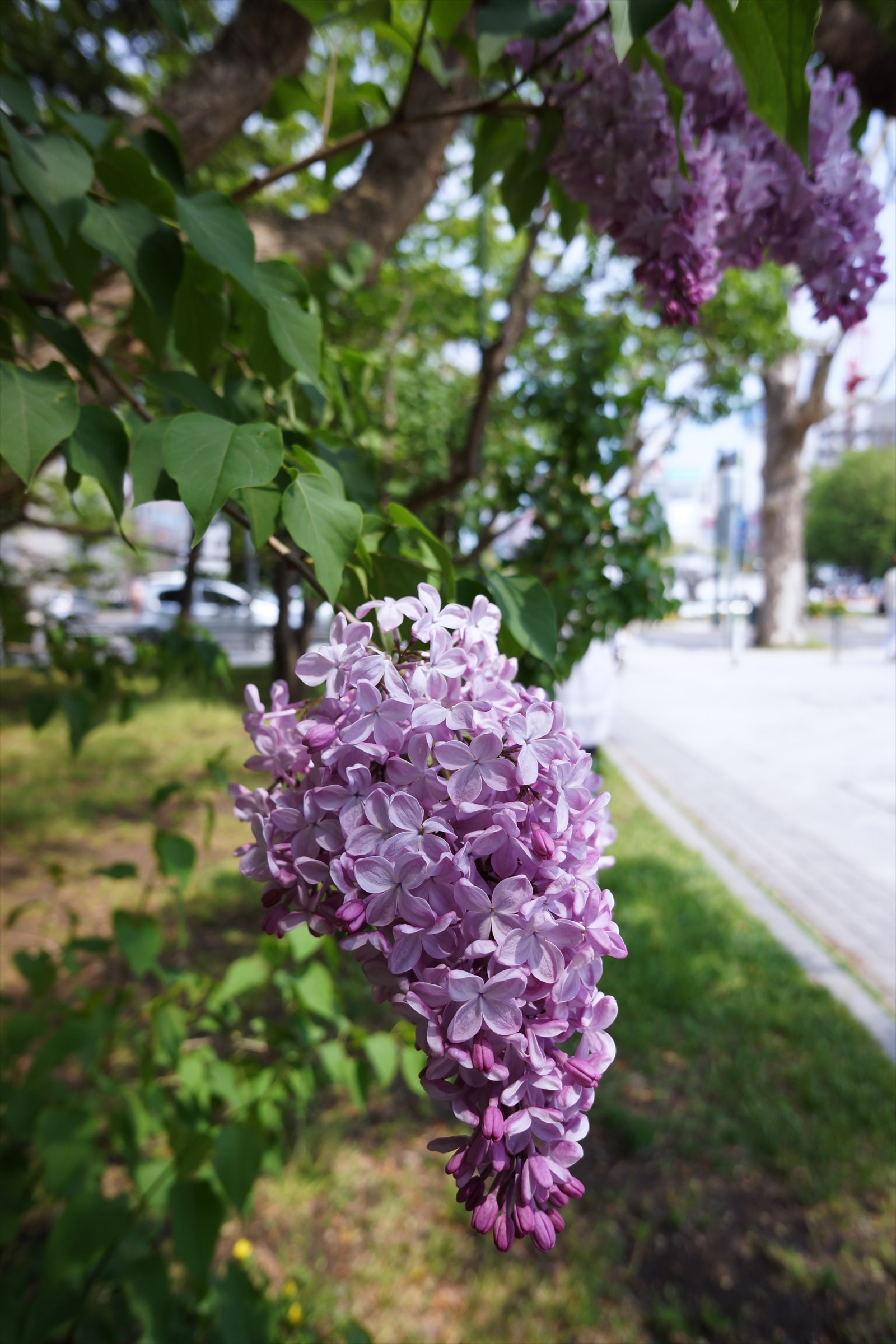 d0100048_13215295.jpg