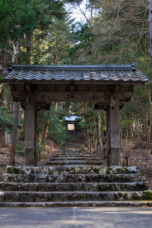 常照皇寺・九重桜_f0155048_22395112.jpg