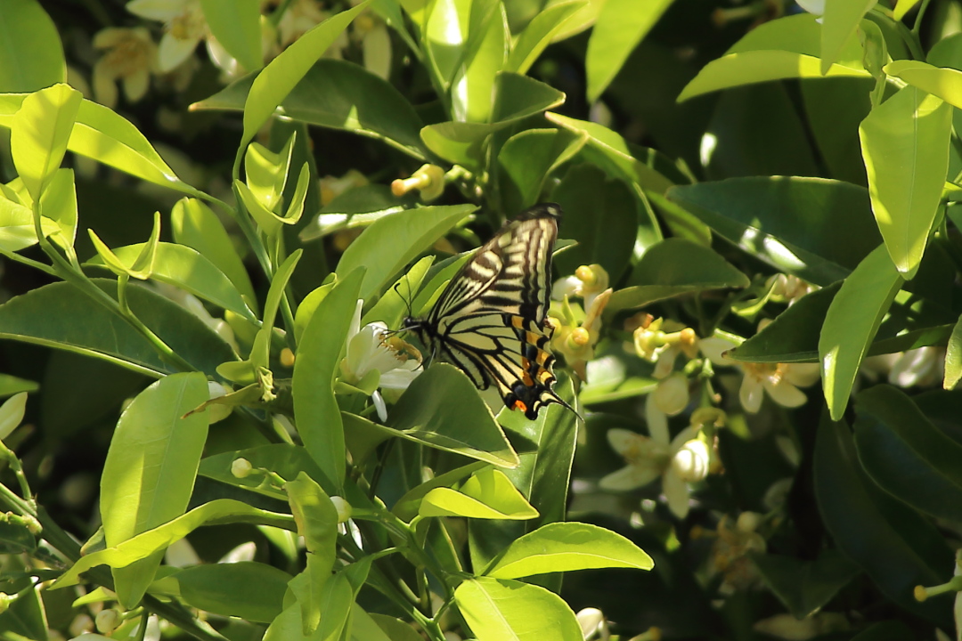 愛知県のミカドアゲハ〜2014年5月17日_d0176157_01203739.jpg