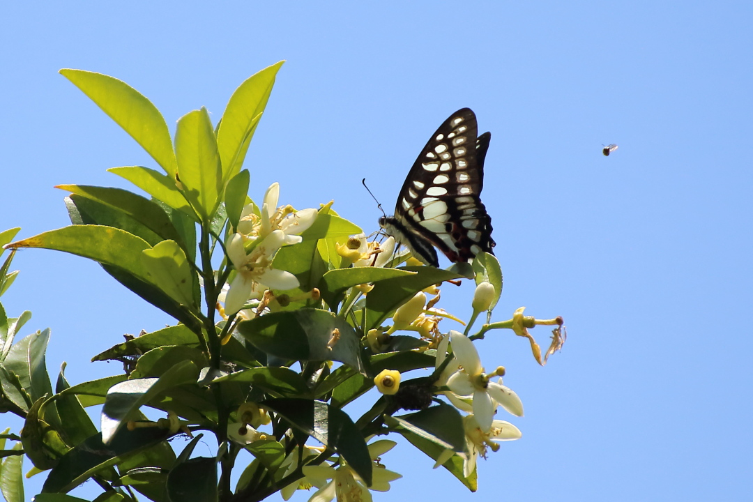 愛知県のミカドアゲハ〜2014年5月17日_d0176157_01240308.jpg