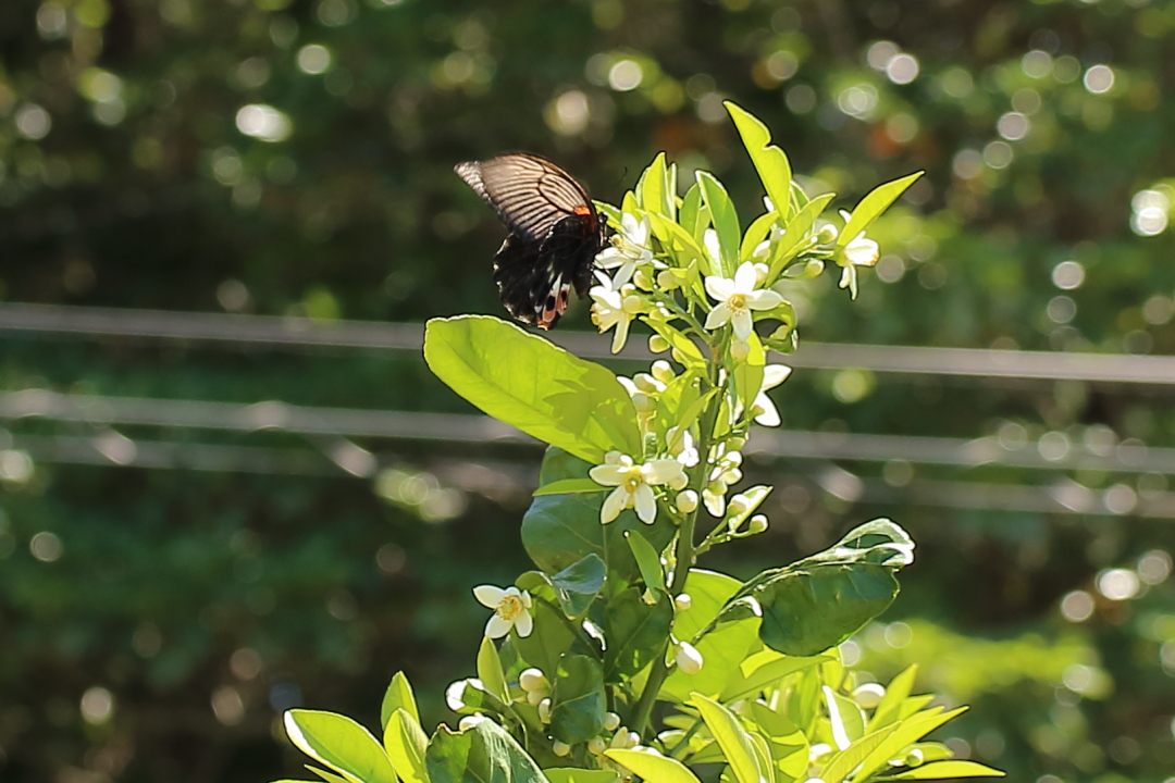 愛知県のミカドアゲハ〜2014年5月17日_d0176157_01240358.jpg