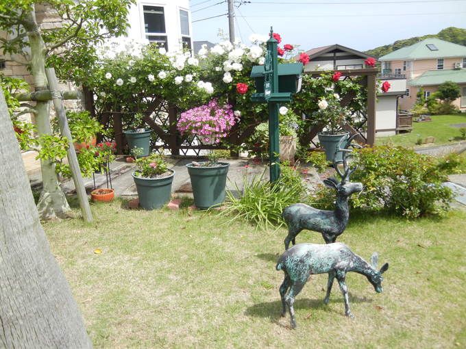’14,5,20(火)薔薇も野ばらも満開!_f0060461_9493829.jpg