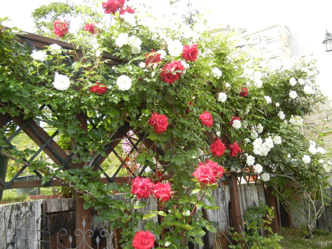 ’14,5,20(火)薔薇も野ばらも満開!_f0060461_950159.jpg
