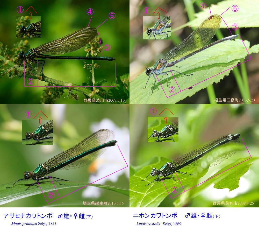 類似☆ アサヒナカワトンボ×ニホンカワトンボの比較図_a0146869_5354189.jpg